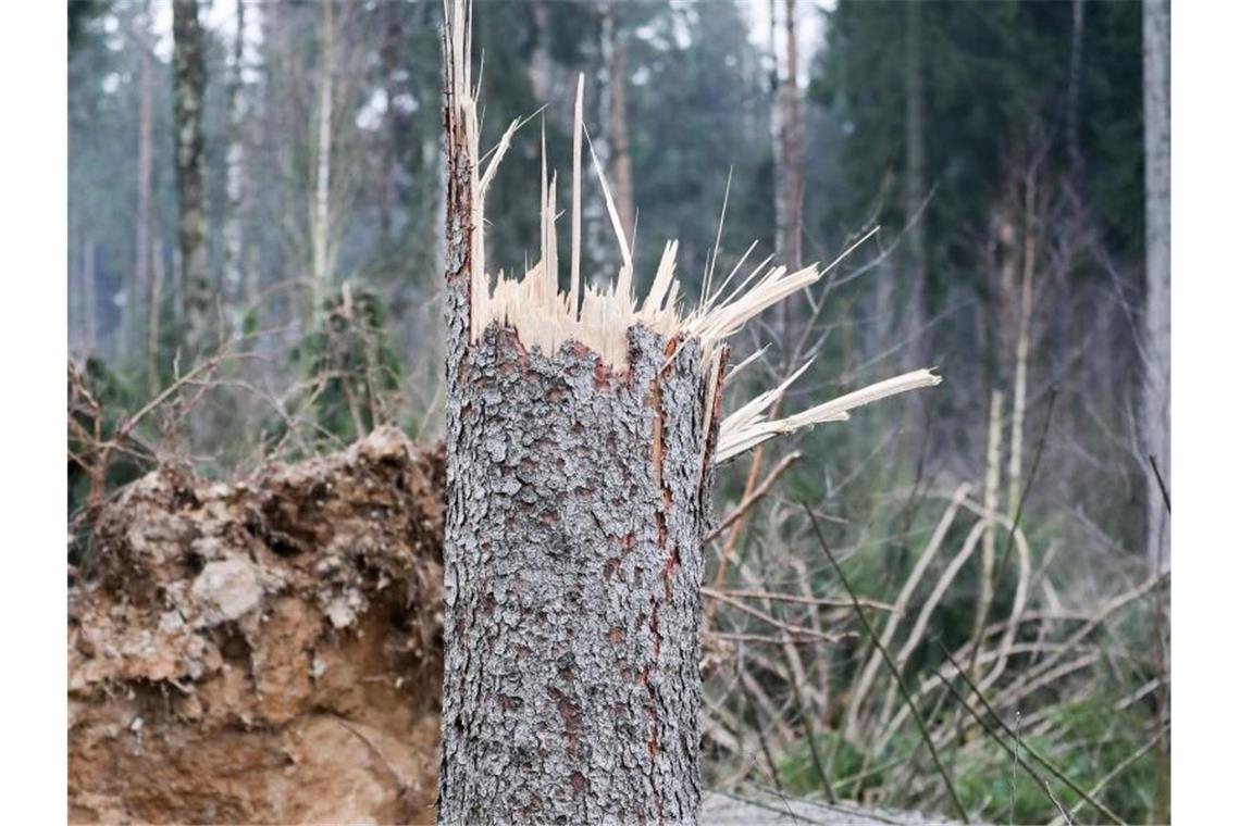 Waldschäden in Baden-Württemberg nehmen deutlich zu