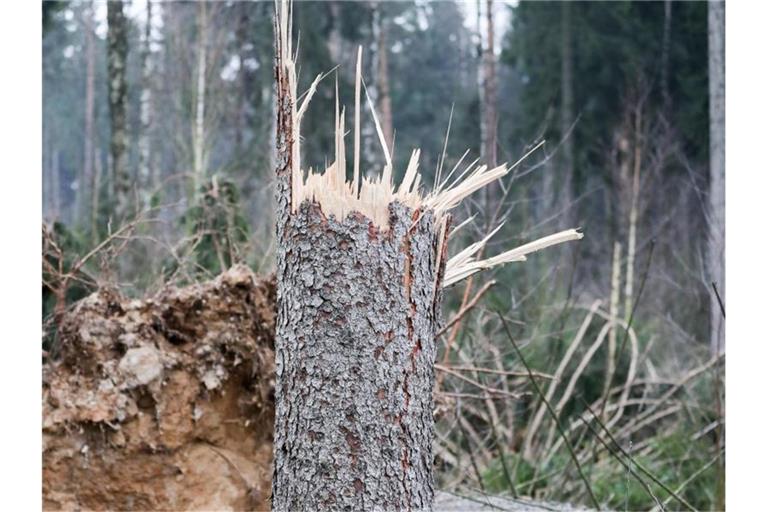 Der Rest eines abgeknickten Baums steht in einem Wald. Foto: Jan Woitas/zb/dpa
