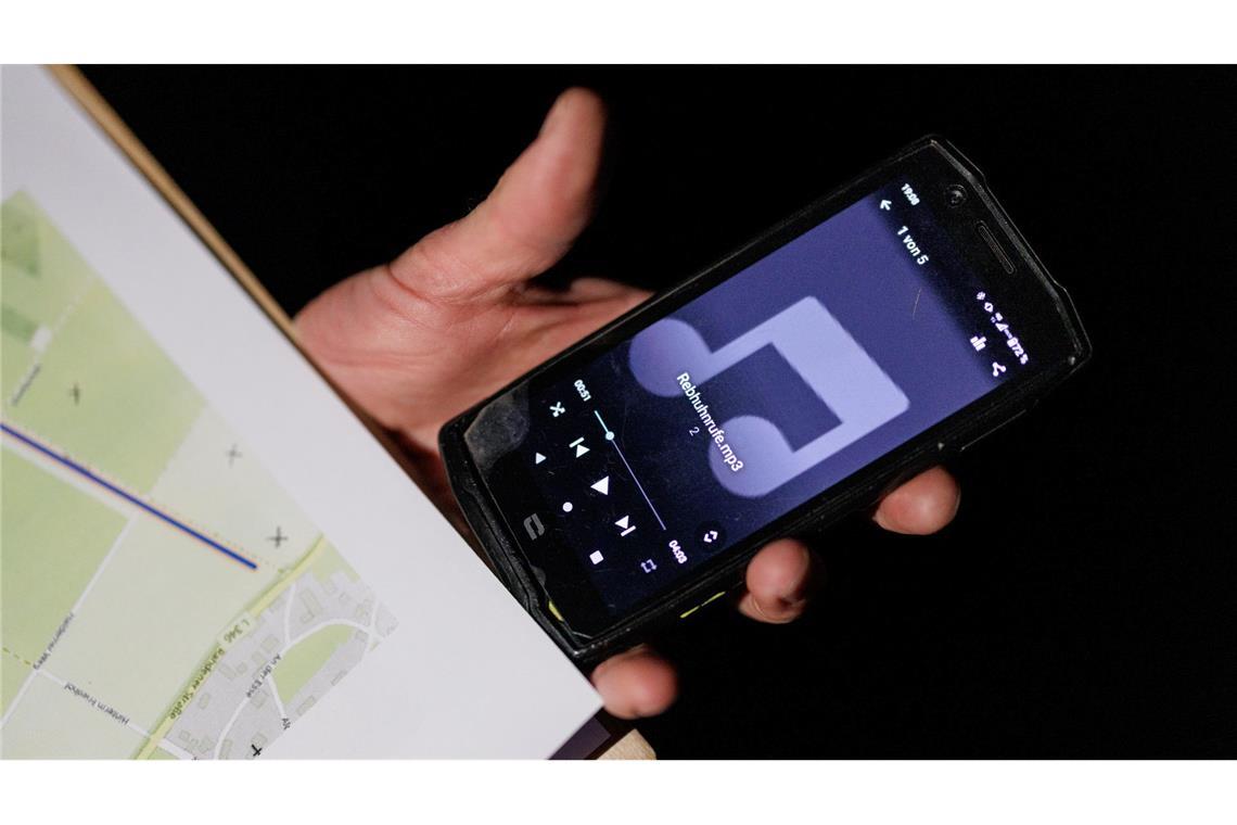 Der Revierruf des männlichen Rebhuhns wird für die Zählung der Wildtiere genutzt. Hähne in den Feldern erwidern diesen Ruf.