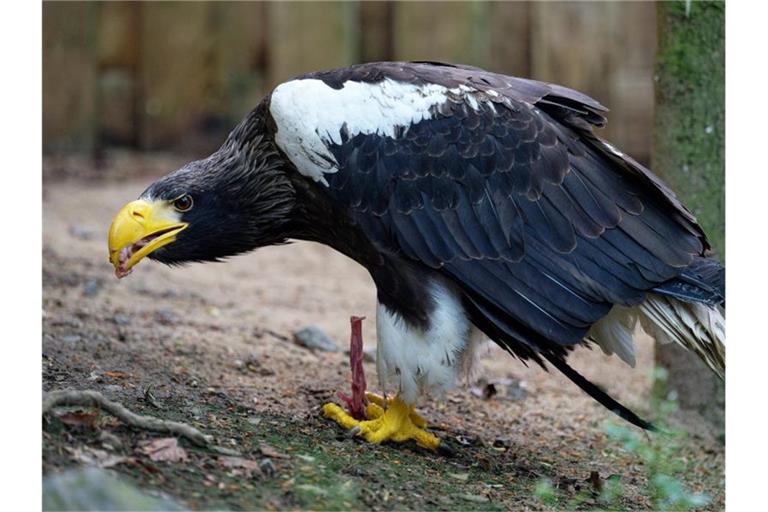 Der Riesenseeadler Grobi frisst in seiner Voliere in der Falknerei Bergisch Land. Foto: Henning Kaiser/dpa