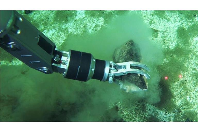 Der Roboterarm eines Tauch-U-Bootes greift nach einem Wal-Fossil: Die Forscher gehen davon aus, dass es weltweit noch viele andere solche Walfriedhöfe gibt. Allein die Fläche des Grabens schätzt es auf 14.400 Quadratkilometer. Hochgerechnet könnten in der Bruchzone mehr als zehn Millionen Walreste liegen.