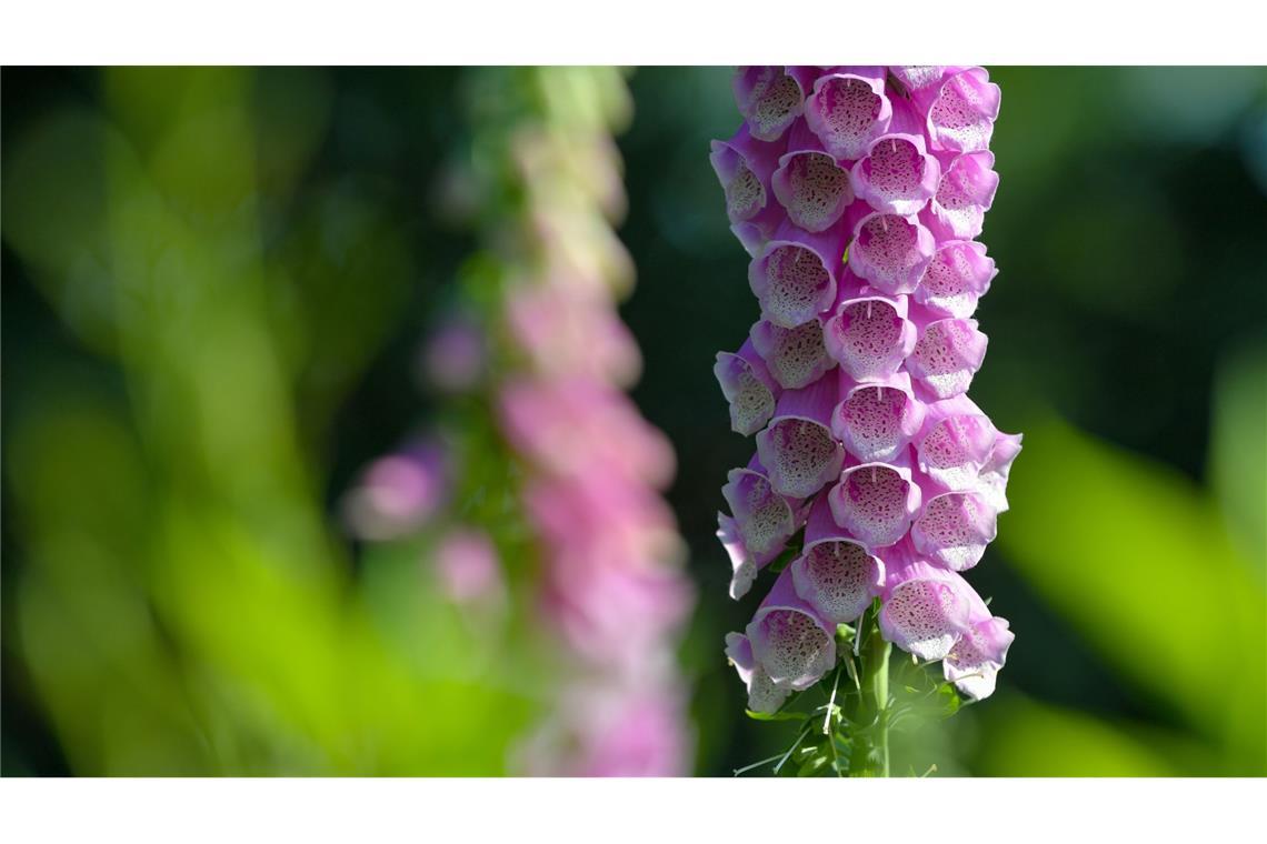 Der Rote Fingerhut ist giftig.