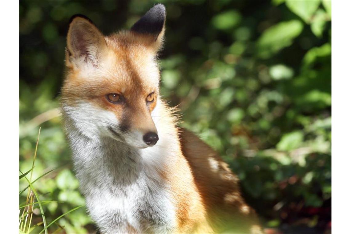 Mann füttert Fuchs, Fuchs beißt Mann Der Rotfuchs sitzt in der Herbstsonne. Foto: Wolfgang Kumm/dpa/Symbolbild