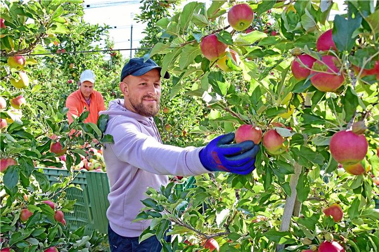 Der rumänische Saisonarbeiter Nicu Sandru (vorne) hilft in diesem Jahr bei Martin Körner (hinten) auf der Plantage in Strümpfelbach bei der Apfelernte mit. Fotos: Tobias Sellmaier