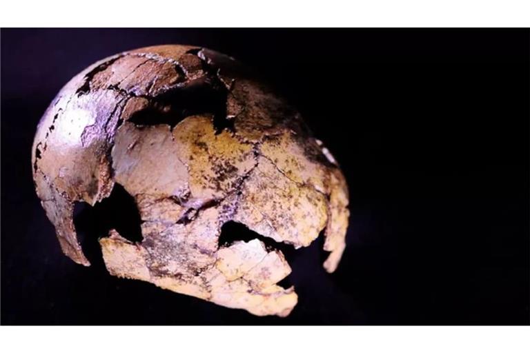 Der rund zwei Millionen Jahre alte Kinderschädel DNH 134 von Homo erectus aus der Drimolen-Höhle in Südafrika.