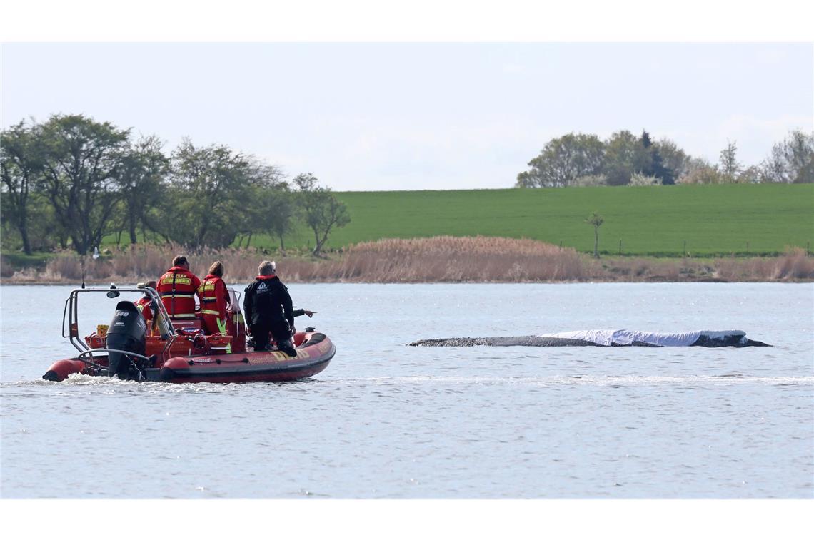 Tierärzte: Wal ist transportfähig – Transport kann starten