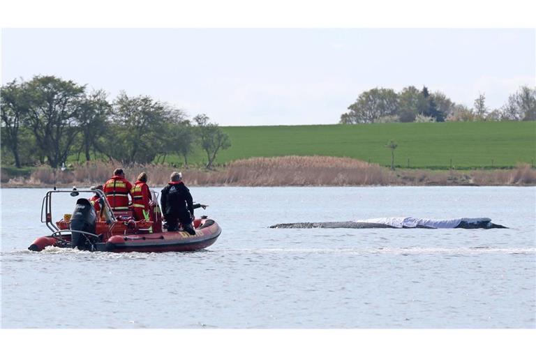 Der rund zwölf Meter lange Buckewal kann geborgen werden. (Archivbild)