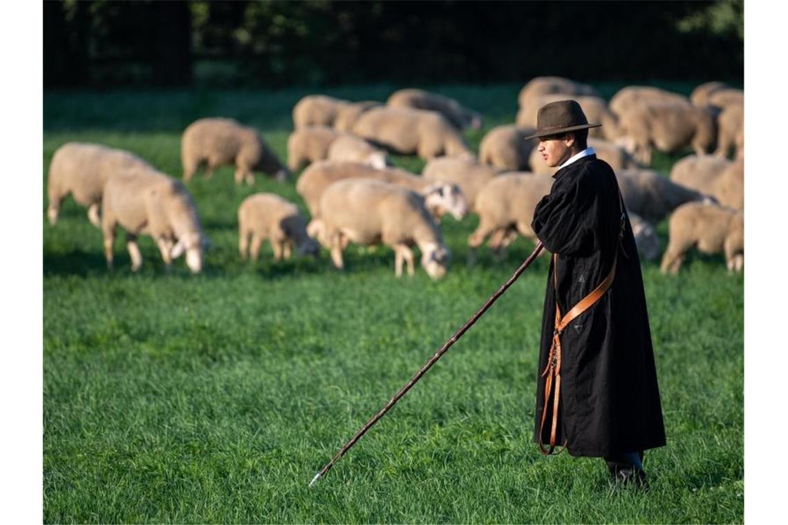 Der Schäfer Alexander Smietana führt Schafe beim Leistungshüten durch den Kurs. Foto: Fabian Sommer
