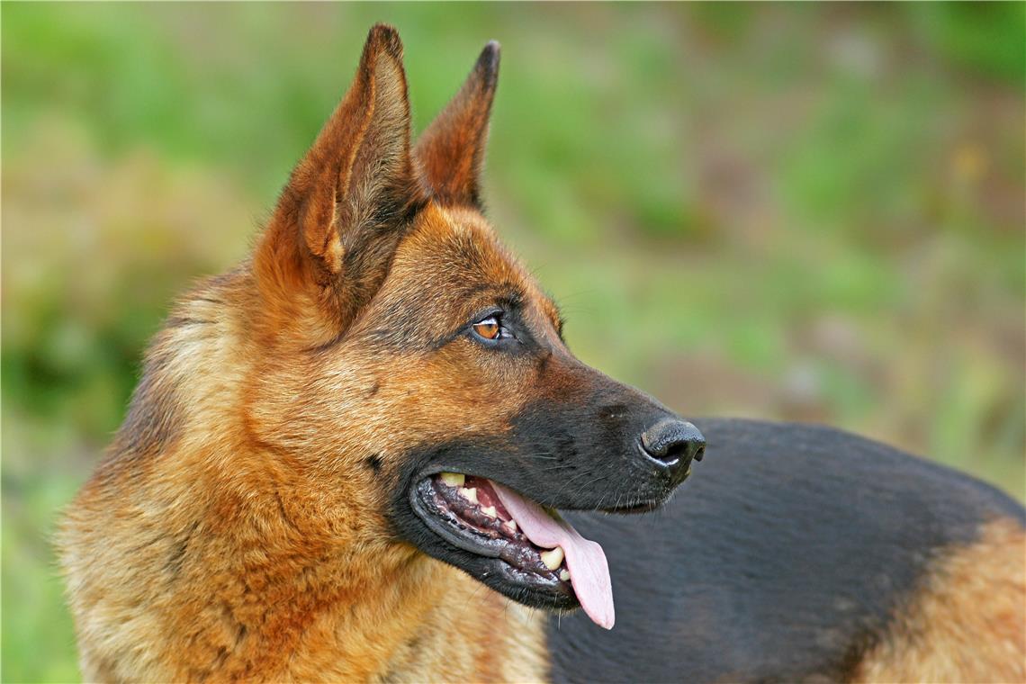 Polizei erschießt in Backnang aggressiven Schäferhund Der Schäferhund ist laut Polizeiangaben auch auf andere Passanten losgegangen. Symbolfoto