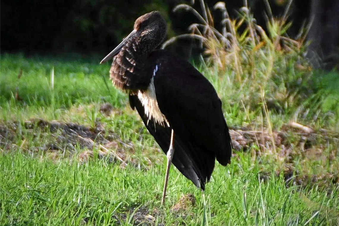 Schwarzstorch auf Stadtausflug in Murrhardt Der scheue und seltene Gast auf Futtersuche in der Nähe eines Bachlaufs. Foto: Lisa-Marie Gleich