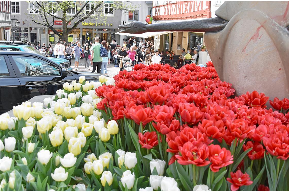 Der schön geschmückte Gänsebrunnen vor dem Rathaus. Tulpenfrühling in Backnang 2...