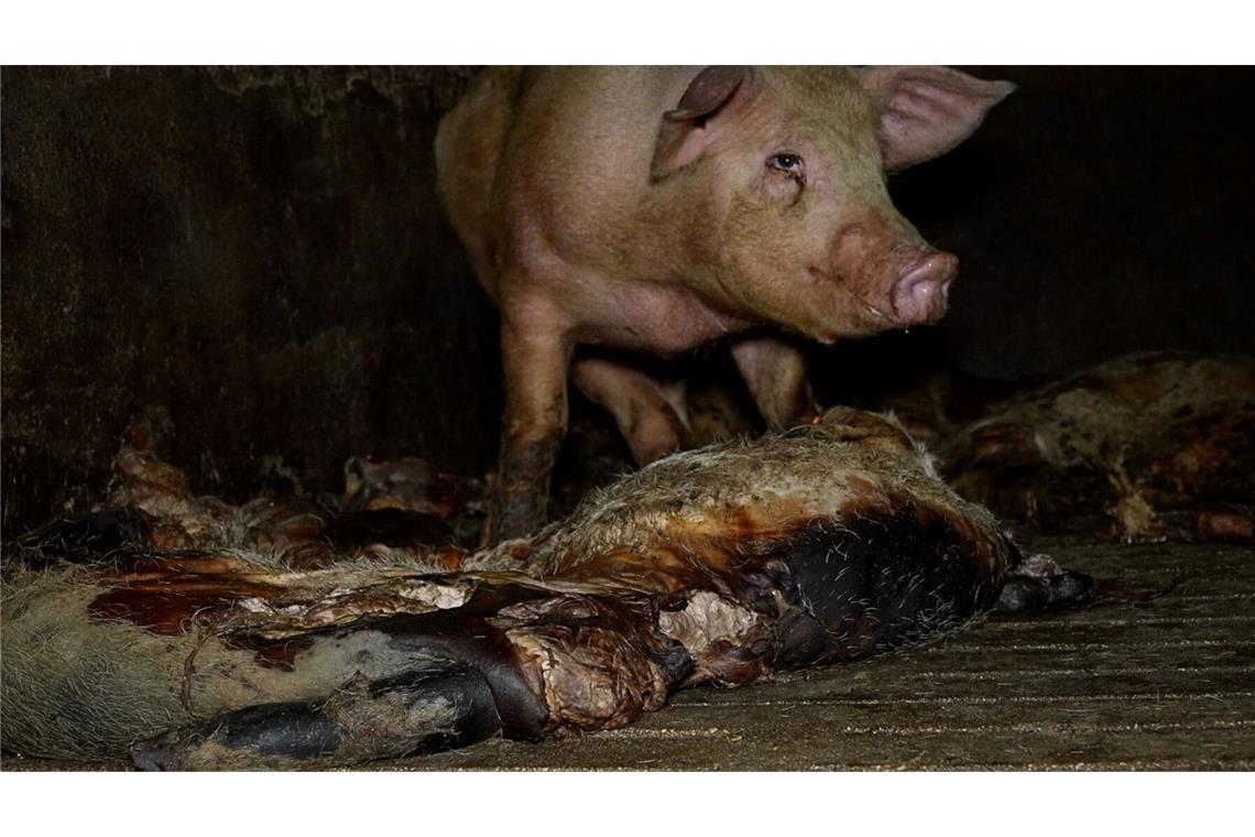 Der Schweinemastbetrieb hat seit Jahresbeginn einen neuen Eigentümer und die Missstände wurden laut einer Mitteilung der Veterinärbehörden beendet.