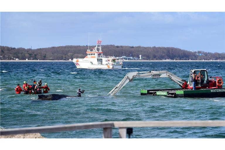 Der Schwimmbagger arbeitet direkt um den gestrandeten Wal herum.