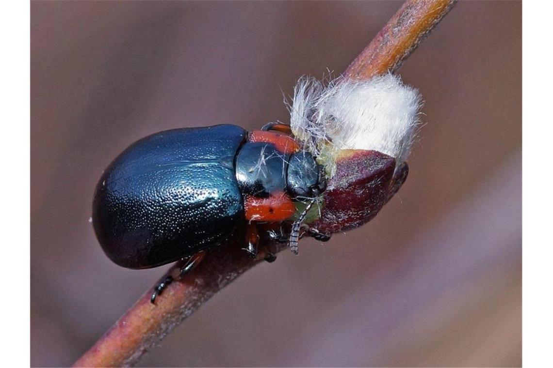 Experten entdecken seltene Käferart am Federsee Der seltene Käfer mit dem Namen Chrysomela collaris. Foto: Lothar Brümmer/Archivbild
