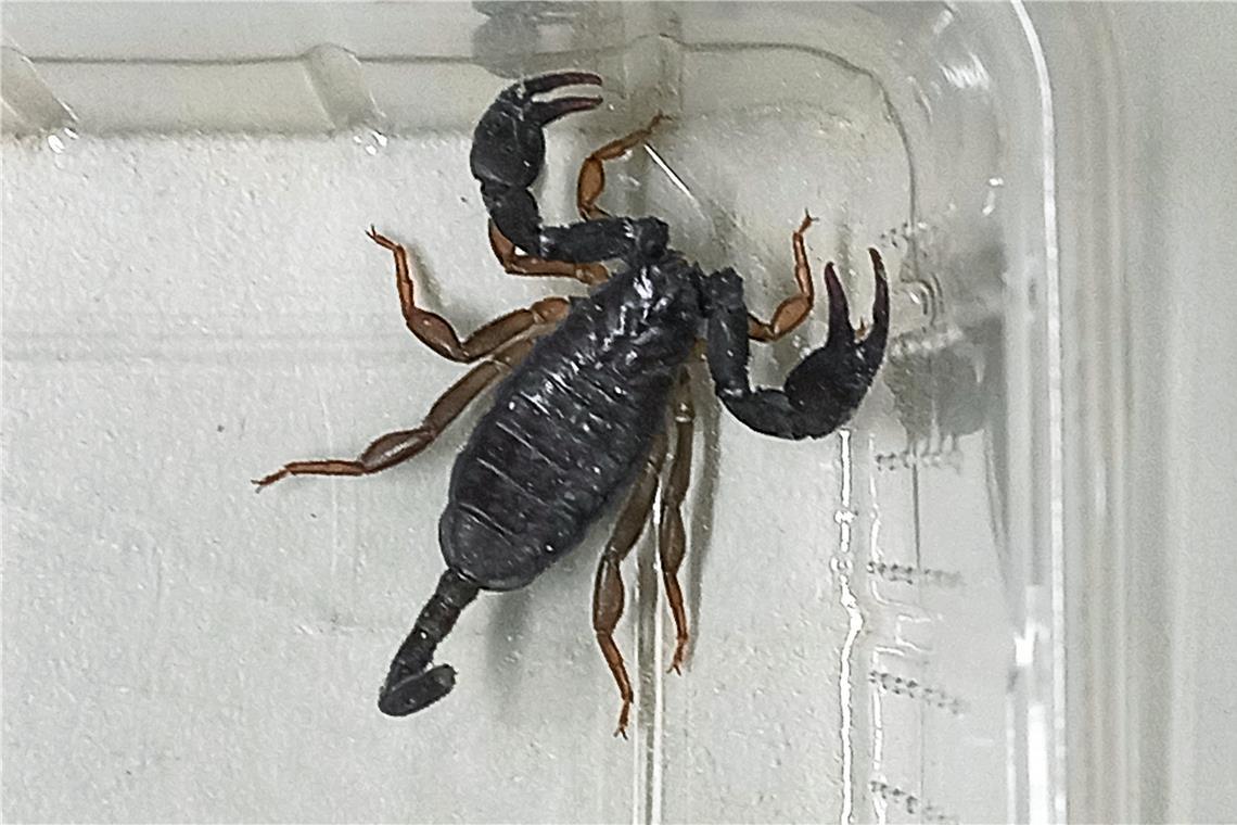 Skorpion in Wohnzimmer entdeckt Der Skorpion entpuppte sich im Nachgang als harmlos.Foto: Polizei