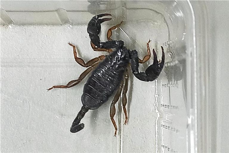 Der Skorpion entpuppte sich im Nachgang als harmlos.Foto: Polizei