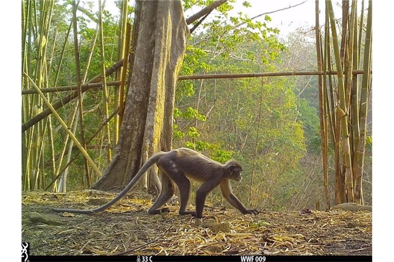 Der sogenannte Popa-Langur wurde als eigene Art identifiziert. Foto: WWF Myanmar/dpa