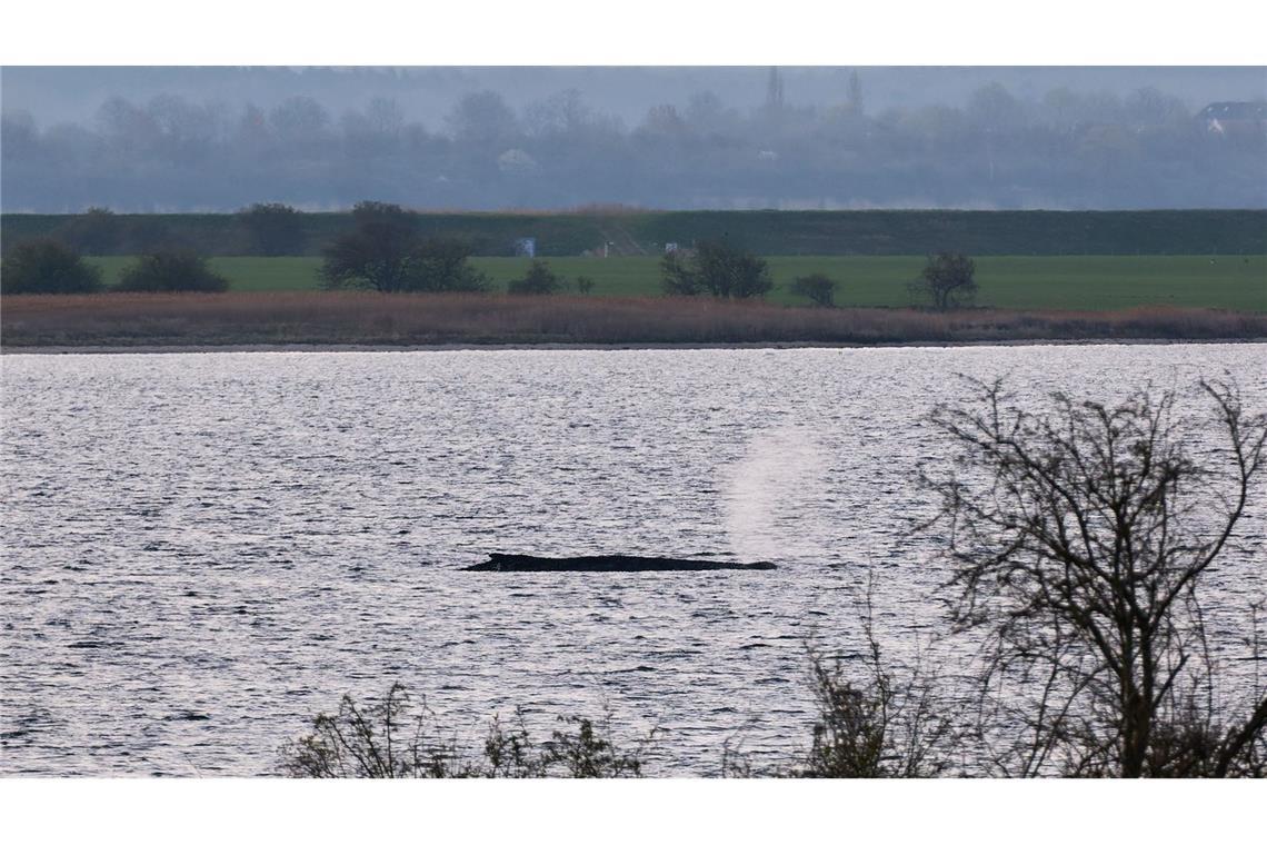 Der sterbende Wal vor der Insel Poel in der Ostsee.
