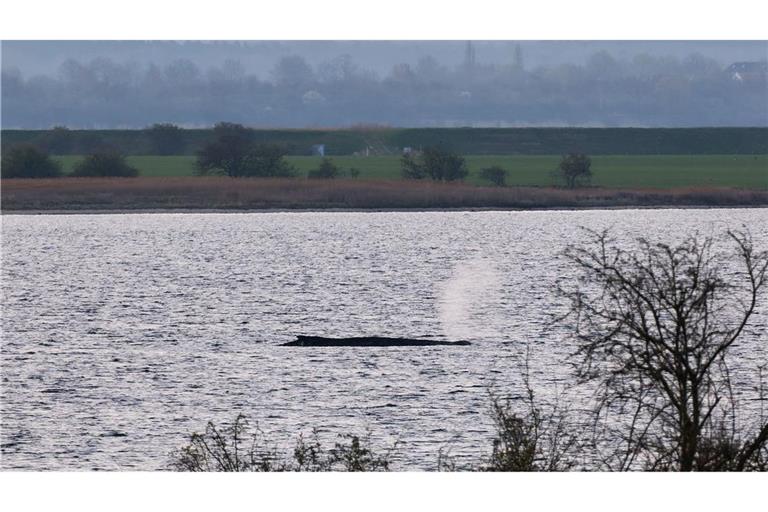 Der sterbende Wal vor der Insel Poel in der Ostsee.