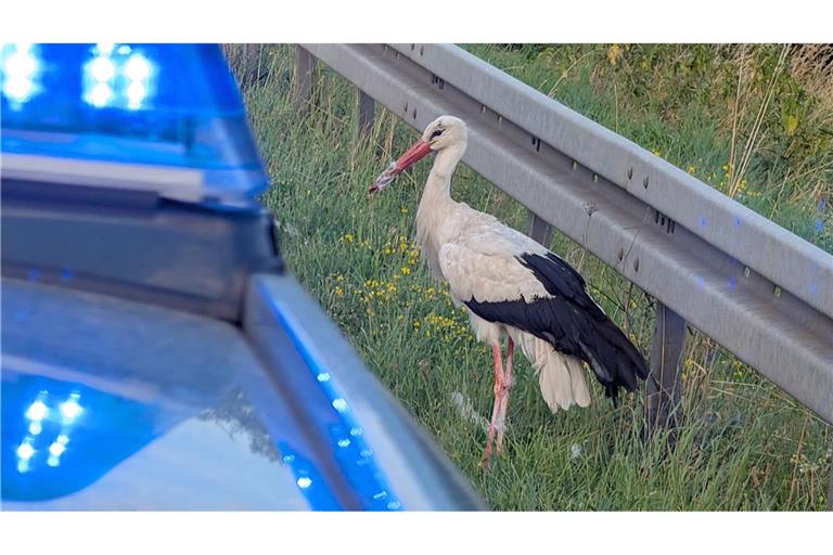 Der Storch wurde gerettet.
