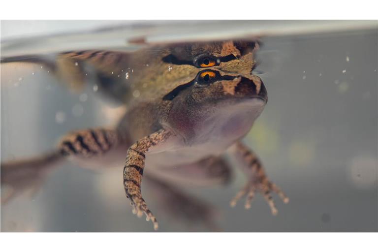 Der Südliche Stotterfrosch ist derzeit bei Aussie Ark in allen Entwicklungsstufen zu sehen, auch während der Metamorphose.