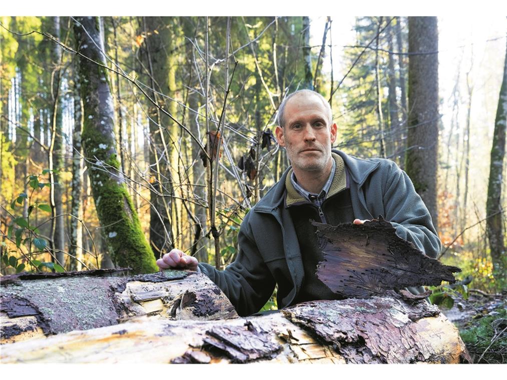 Der Sulzbacher Revierförster Axel Kalmbach begutachtet das vom Borkenkäfer betroffene Holz. Seine Konsequenz: „Es gibt Lagen, wo wir definitiv keine Fichten mehr setzen werden.“ Fotos: J. Fiedler