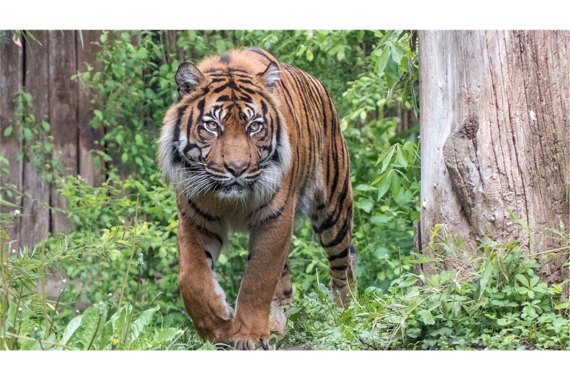 Der Sumatratiger Tebo musste eingeschläfert werden.