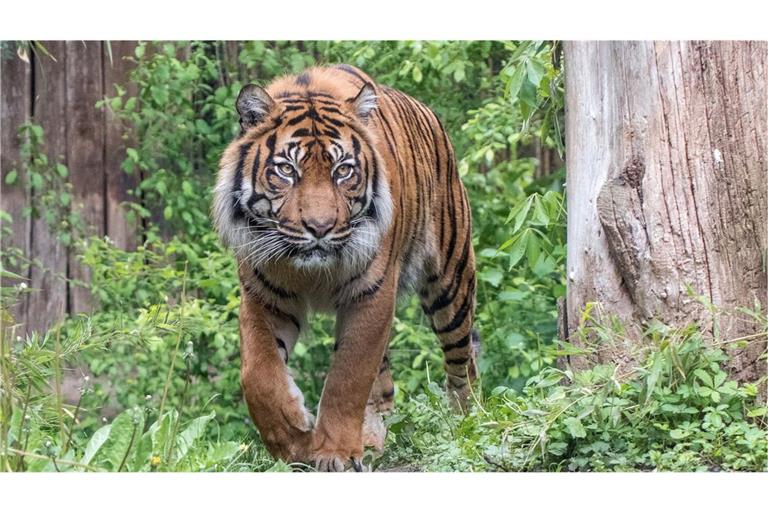 Der Sumatratiger Tebo musste eingeschläfert werden.