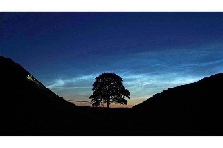 Der Sycamore Gap Tree in England war einst ein beliebtes Fotomotiv. (Archivfoto)