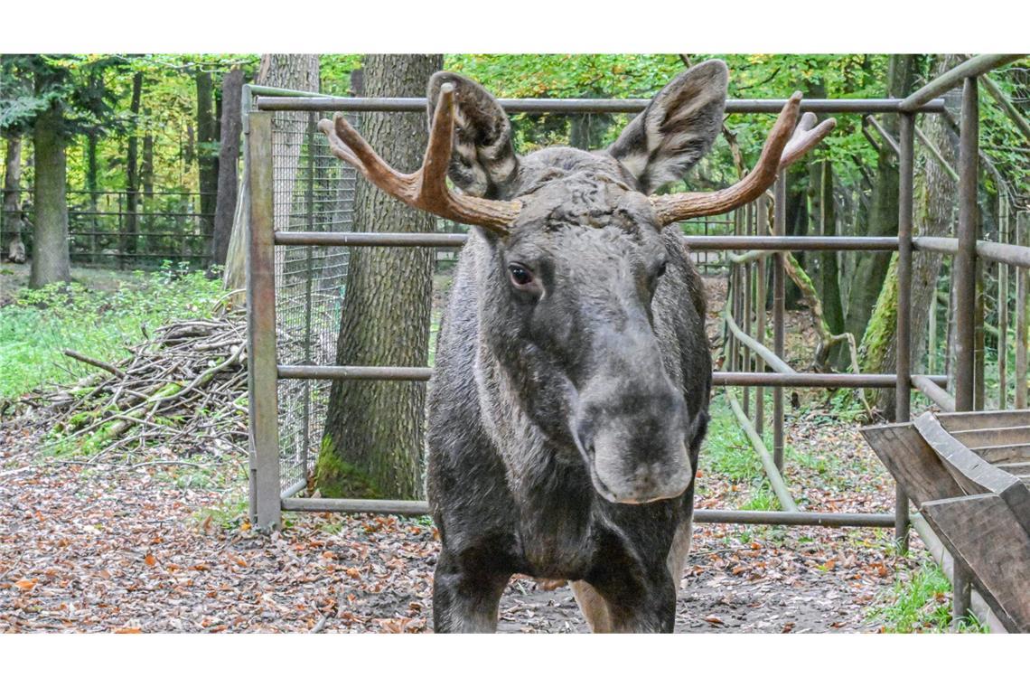 Elch-Tourismus im Wildpark dank Erwin? Der tagelang durch den Schwarzwald streunende Elch Erwin könnte zum Besuchermagnet im Wildpark Pforzheim werden. (Archivbild)