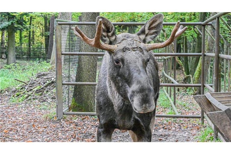 Der tagelang durch den Schwarzwald streunende Elch Erwin könnte zum Besuchermagnet im Wildpark Pforzheim werden. (Archivbild)