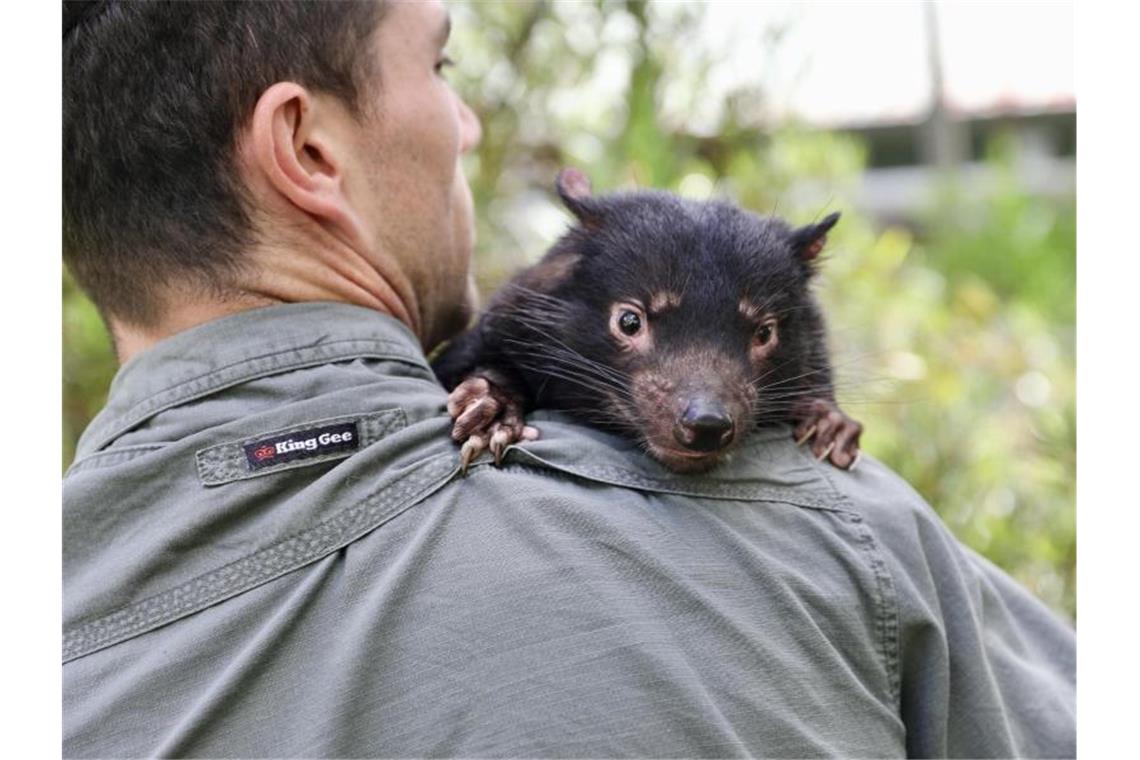 Grauer Star: Augen-OP bei Tasmanischem Teufel erfolgreich Der Tasmanische Teufel Derrick macht es sich auf der Schulter eines Tierpflegers bequem. Foto: Aussie Ark/dpa