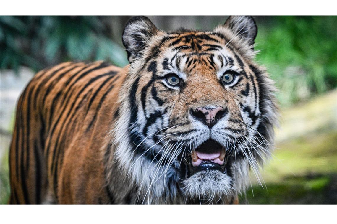 Der Tiger war 2022 aus einem französischen Zoo in den Tierpark Berlin gekommen.