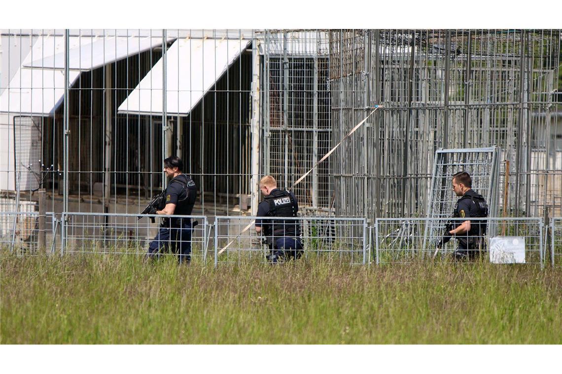 Tiger entkommt und wird erschossen - Mann schwer verletzt