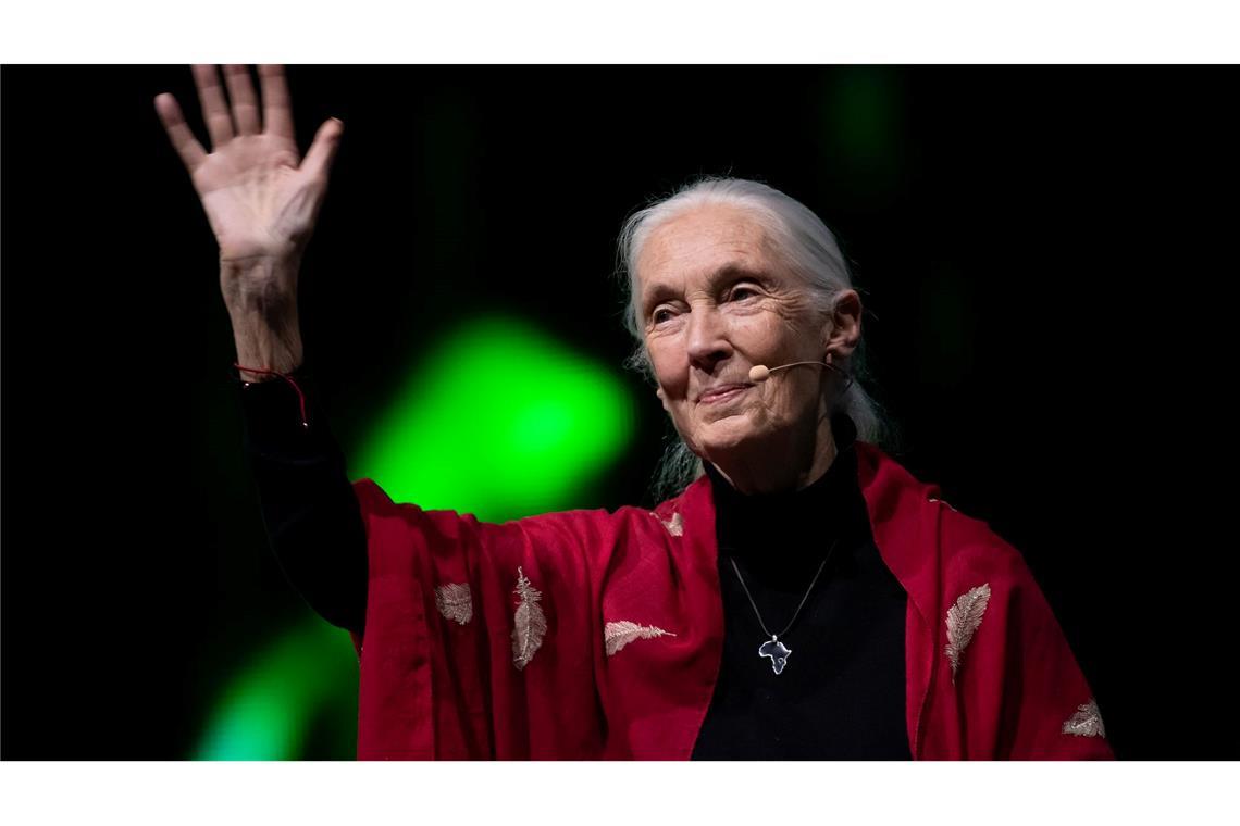 Der Tod der berühmten Schimpansenforscherin Jane Goodall hat weltweit Trauer ausgelöst. (Archivbild)