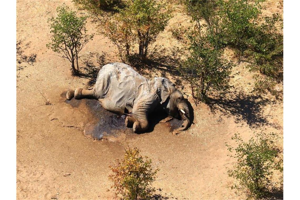Massenhafter Elefanten-Tod im Okavango-Delta