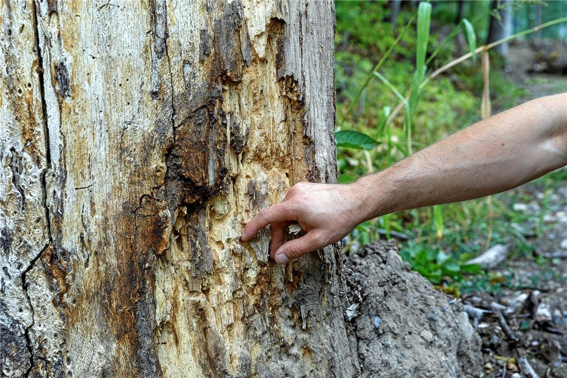 Der tote Baum (auch großes Foto) ist bereits von Käferlarven durchfressen.