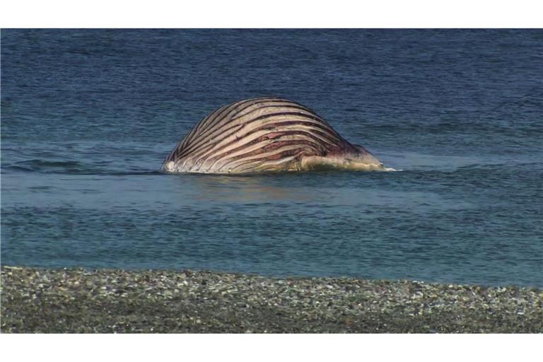 Der tote Buckelwal liegt aufgebläht vor der dänischen Insel Anholt