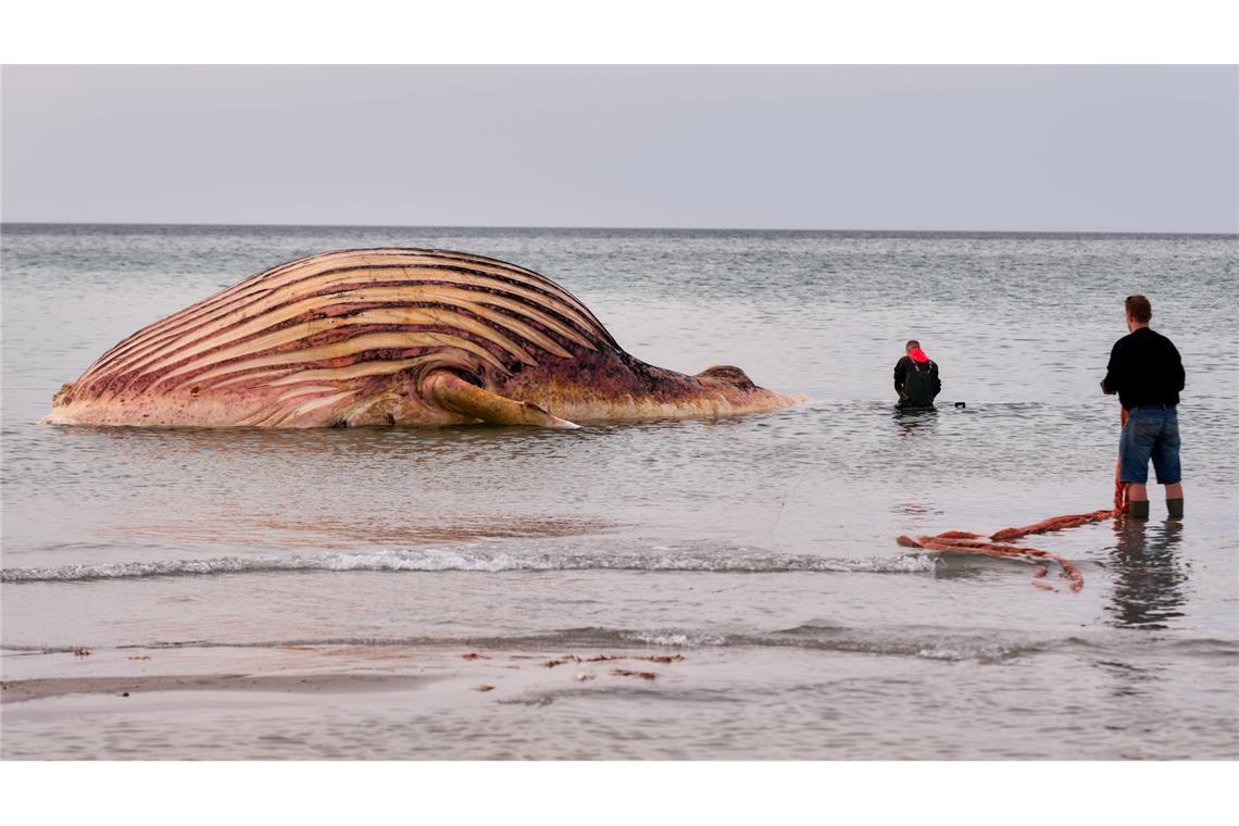 Der tote Wal liegt aufgebläht vor der dänischen Insel Anholt.