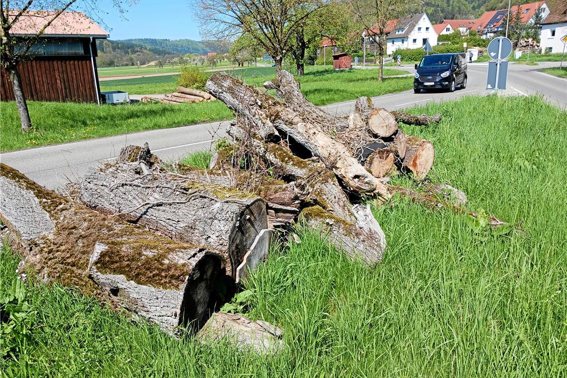Der Totholzhaufen erregt im Ort einiges an Aufmerksamkeit. Foto: Ute Gruber