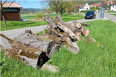 Der Totholzhaufen erregt im Ort einiges an Aufmerksamkeit. Foto: Ute Gruber