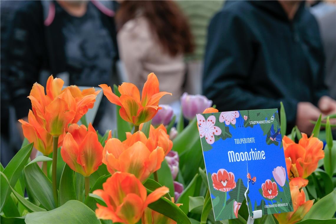 Der Tulpenfrühling findet in diesem Jahr nicht statt. Archivfoto: A. Becher