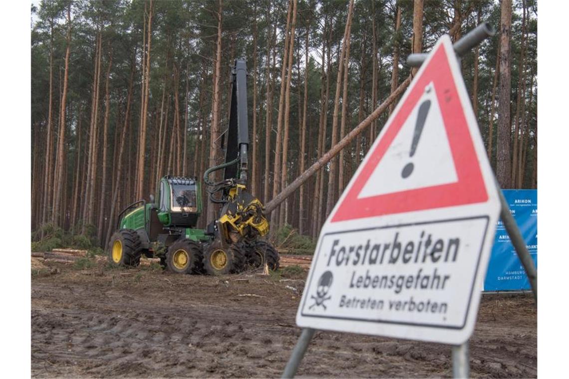 Der US-Elektroautobauer Tesla hat bereits damit begonnen, für sein neues Werk in Grünheide Wald roden zu lassen. Foto: Jörg Carstensen/dpa