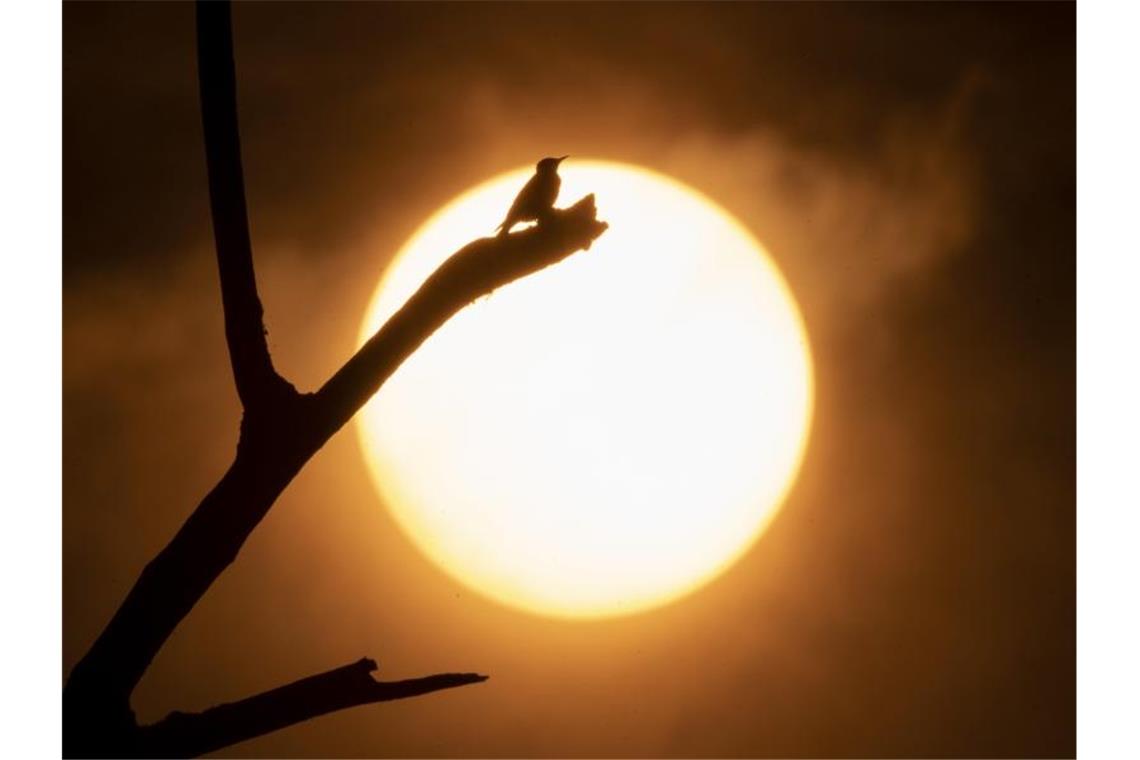 US-Behörde: Wärmster Oktober in nördlicher Hemisphäre Der US-Klimabehörde NOAA zufolge war es weltweit der viertwärmste Oktober seit Beginn der Aufzeichnungen. Foto: Robin Loznak/ZUMA Press Wire/dpa