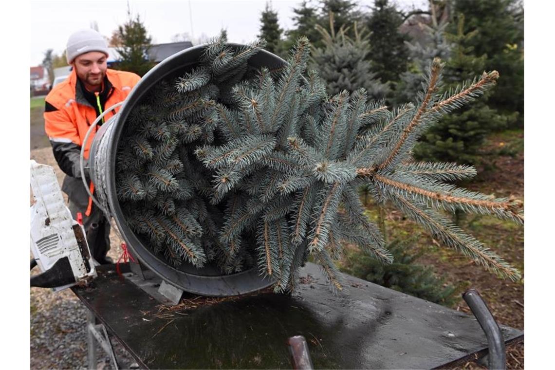 Der Verkauf von Weihnachtsbäumen ist in der ersten Dezemberwoche überall in Deutschland voll angelaufen. Foto: Uli Deck/dpa