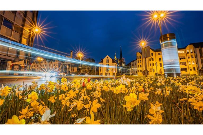 Der Verkehr fließt zur Blauen Stunde um eine Verkehrsinsel mit Frühlingsblühern in der Innenstadt von Frankfurt/Main.