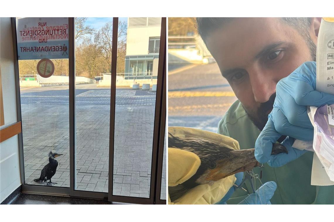 Verletzter Kormoran klopft an Tür von Notaufnahme
