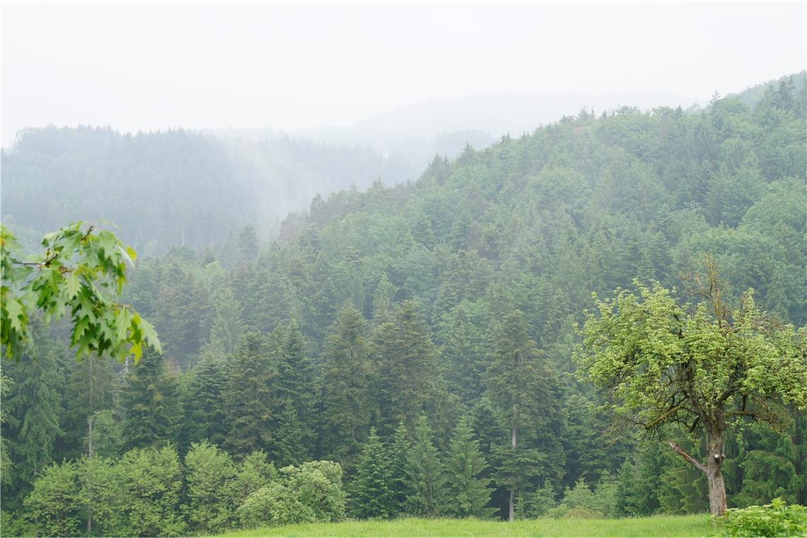 Investitionen in einen zukunftsfähigen Wald Der verregnete Sommer hat dem Wald gut getan. Foto: U. Gruber
