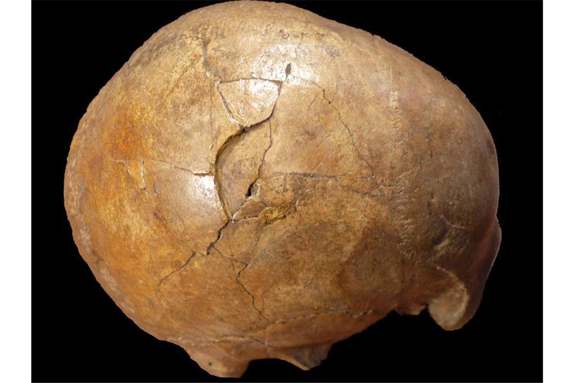 Tübinger Forscher weisen Gewalttat nach: 33 000 Jahre danach Der versteinerte Schädel eines paläolithischen erwachsenen Mannes. Foto: Kranoti//dpa