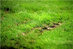 Der viele Regen hat den Platz im Fautenhau aufgeweicht. Deshalb wird nichts aus dem für Sonntag geplanten Heimspiel des Regionalliga-Zweiten gegen die U23 des SC Freiburg. Archivfoto: Tobias Sellmaier
